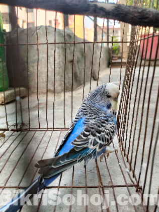 English Budgerigar Adult Pair | Healthy & Active Birds